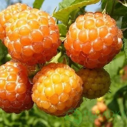 Малина КУМБЕРЛЕНД желтая в Сморгони