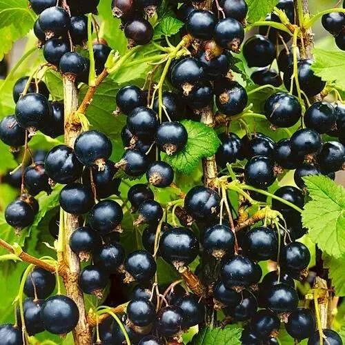 Смородина чёрная ИЗЮМНАЯ в Сморгони